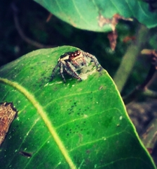 Carrhotus viduus