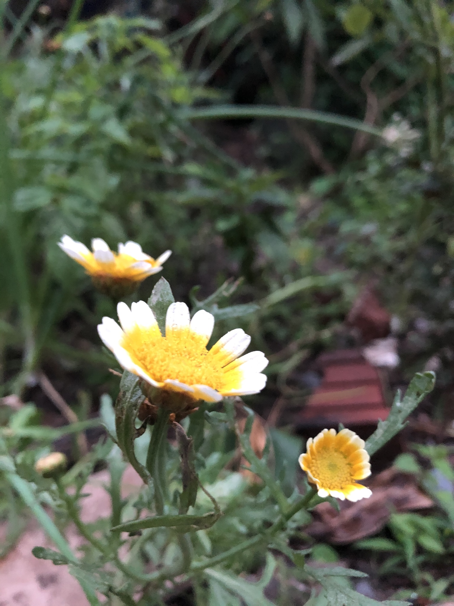 Glebionis coronaria — ảnh 2