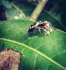 Carrhotus viduus