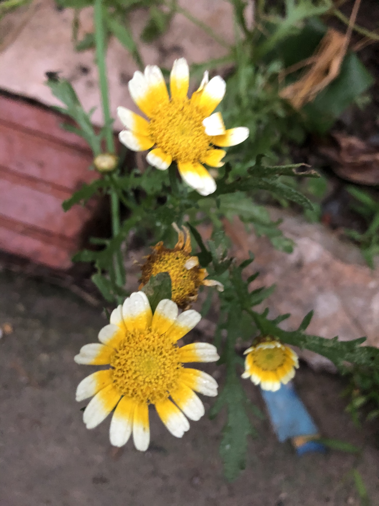Glebionis coronaria — ảnh 3