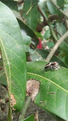 Carrhotus viduus