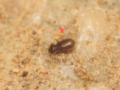 Lepinotus