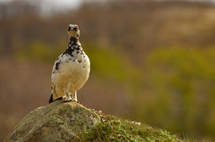 Lagopus muta islandorum
