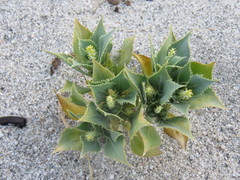 Stillingia spinulosa