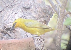 Ploceus brachypterus