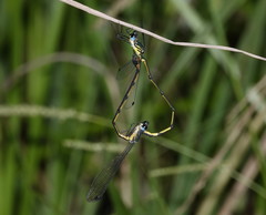 Synlestes selysi