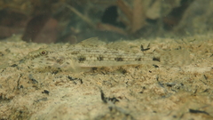 Glossogobius