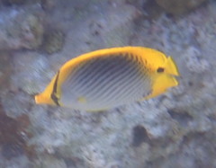 Chaetodon ocellicaudus