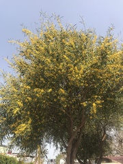 Acacia