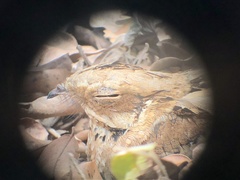 Caprimulgus climacurus