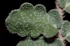 Astrolepis windhamii