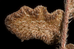 Astrolepis windhamii