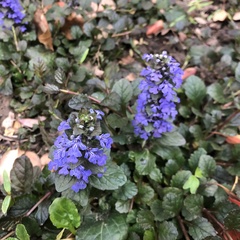 Ajuga multiflora