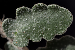 Astrolepis windhamii