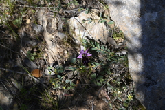 Ophrys ferrum-equinum