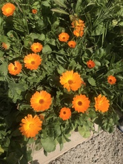 Calendula