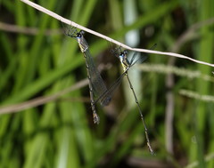 Synlestes selysi