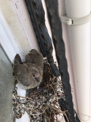 Streptopelia senegalensis