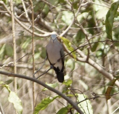Turtur abyssinicus