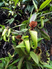 Nepenthes