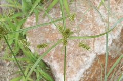 Cyperus pallidicolor