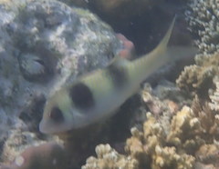 Parupeneus crassilabris