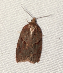 Acleris maccana