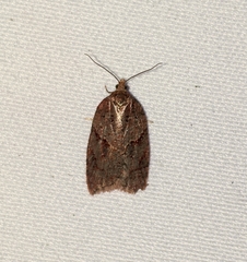 Acleris maccana