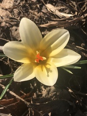 Crocus