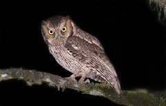 Megascops sanctaecatarinae