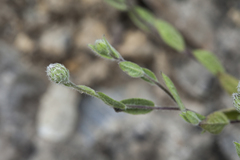 Vicoa albertoregelia