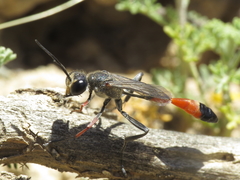 Ammophila heydeni