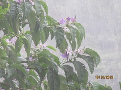 Solanum grandiflorum