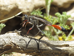 Ammophila heydeni