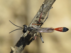 Ammophila heydeni
