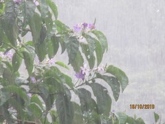 Solanum grandiflorum