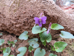 Viola obtusa