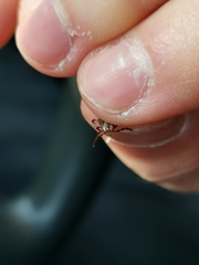 Dermacentor marginatus