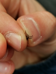 Dermacentor marginatus