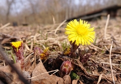 Tussilago farfara