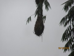 Psarocolius angustifrons