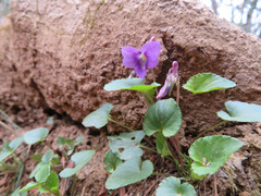 Viola obtusa