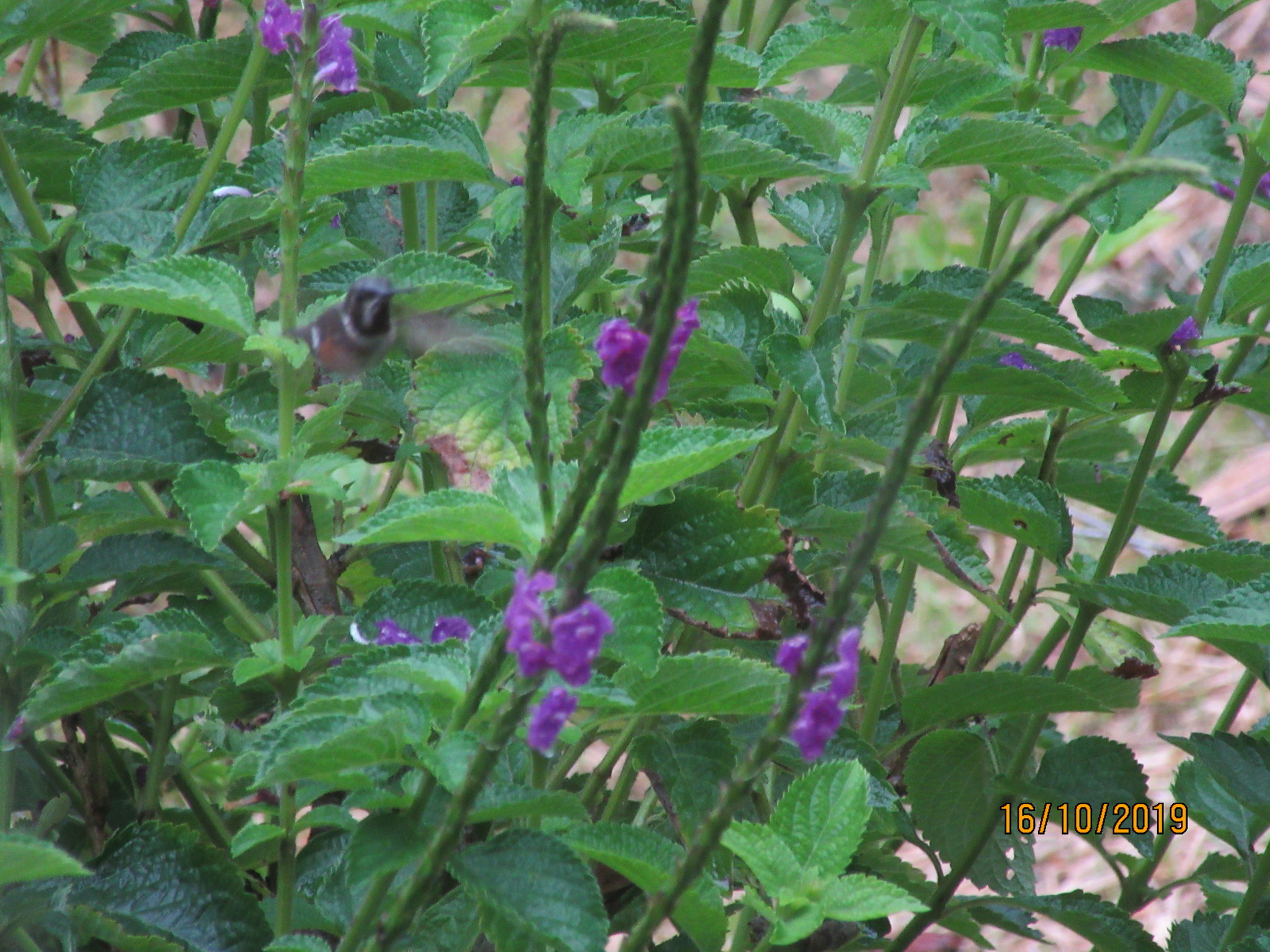 white-bellied woodstar