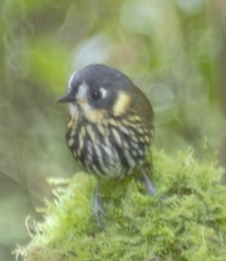 Grallaricula lineifrons