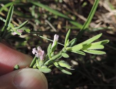 Hedeoma reverchonii