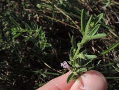 Hedeoma reverchonii