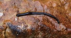 Haemopis sanguisuga