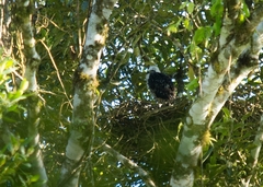 Accipiter poliogaster