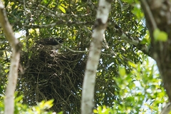 Accipiter poliogaster