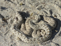 Crotalus cerastes laterorepens